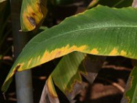 redmite-damage (13)  Red mite infested banana leaf with patchy green-yellow areas