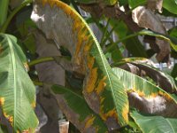 redmite-damage (14)  Red mite infested banana leaves with patchy green-yellow areas