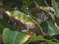 redmite-damage (15)  Red mite infested banana leaves with patchy green-yellow areas