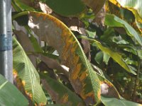 redmite-damage (16)  Red mite infested banana leaves with patchy green-yellow areas