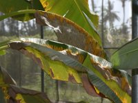 redmite-damage (18)  Banana leaves drying up due to red mite infestation