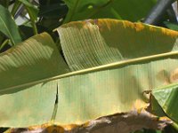 redmite-damage (20)  Underside of red mite infested banana leaf