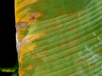 redmite-damage (21)  Red mite infested banana leaf (underside)