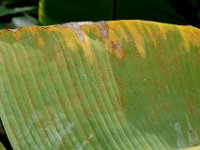 redmite-damage (22)  Underside of banana leaf showing red mite colonies