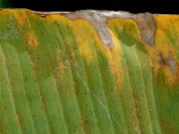 redmite-damage (23)  Underside of banana leaf with mite colonies