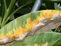 redmite-damage (27)  Banana leaf with severe red mite infestation (dried up from the margins)