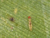 scolothrips (2)  Scolothrips rhagebianus feeding on red mite