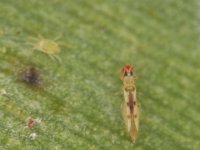 scolothrips (3)  Scolothrips rhagebianus feeding on red mite