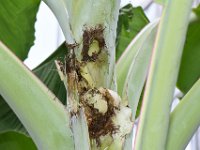 DSC 4576  Rhinoceros beetle damage on banana