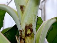 DSC 4577  Damage caused by rhinoceros beetle on banana