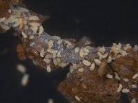 image0114  Crawlers of Geococcus sp. on banana roots