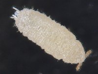 rhizoecus2  Rhizoecus sp.