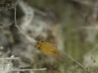 222  Encarsia dispersa, a parasitoid of rugose whitefly