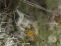 333  Encarsia dispersa, a parasitoid of rugose whitefly