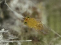 555  Encarsia dispersa, a parasitoid of rugose whitefly