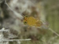 66  Encarsia dispersa, a parasitoid of rugose whitefly