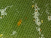 766  Encarsia dispersa, a parasitoid of rugose whitefly