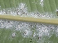 DSC 1994  Rugose whitefly infestation on banana