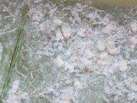 DSC 2000  Rugose whitefly infestation on banana