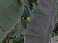 DSC 2013  Sooty mould deposition on rugose whitefly infested banana leaf