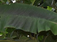 DSC 2015  Sooty mould deposition on rugose whitefly infested banana leaf