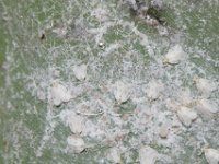 DSC 2019  Rugose whitefly infestation on banana