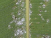 DSC 2024  Rugose whitefly infestation on banana