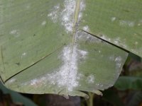 DSC 2025  Rugose whitefly infestation on banana