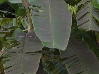 DSC 2027  Sooty mould deposition on rugose whitefly infested banana leaf