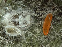 Diadiplosis (1)  Larva of Diadiplosis sp., a predatory cecidomyiid, in rugose whitefly colony