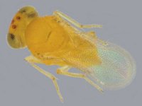 Encarsia dispersa  Encarsia dispersa, a parasitoid of rugose whitefly