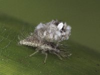 Pseudomallada (1)  Larva of Pseudomallada sp., a predator of rugose whitefly