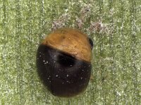 cybocephalus (2)  Adult of Cybocephalus sp., the most effective and common predator of rugose whitefly