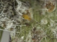 disp  Encarsia dispersa, a parasitoid of rugose whitefly