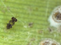 ee  Encarsia guadeloupae, adult female