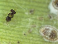 eee  Encarsia guadeloupae, adult female