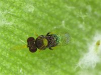 enc  Encarsia guadeloupae, adult female