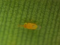 encars  Encarsia dispersa, a parasitoid of rugose whitefly