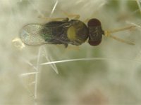 encarsia5  Encarsia guadeloupae, the most effective parasitoid of rugose whitefly