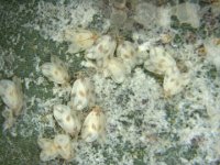 image0130  Rugose whitefly adults