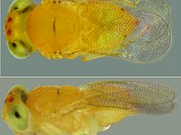 plate2  Diagnostic characters of Encarsia dispersa