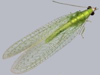 pseudomallada  Adult of Pseudomallada sp., predatory on rugose whitefly