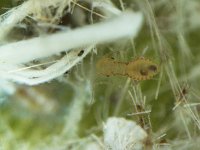 psocid-on-whitefly  Indeterminate psocid in rugose whitefly colony