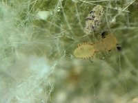 psocid  Psocids are often found feeding on rugose whitefly