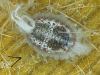 rsw (1)  Rugose whitefly parasitized by Encarsia guadeloupae