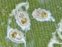 rsw (3)  Rugose whitefly on banana