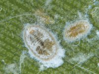 rsw (4)  Rugose whitefly on banana