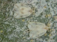 rsw  Rugose whitefly adults