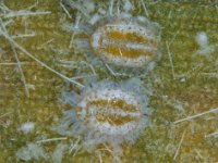 rsw4  Rugose whitefly on banana