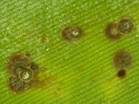 Lindingaspis6  Colony of Lindingaspis misrae on banana leaf